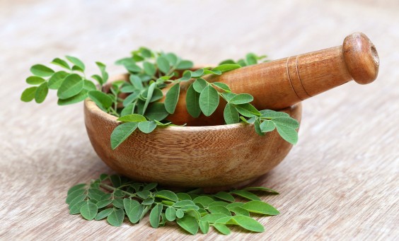 La moringa entra nei cuori degli italiani, erba indiana dalle innumerevoli proprietà salutari