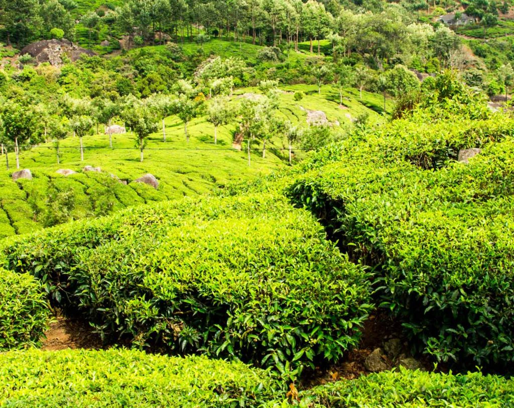 ev-02-cert Tè alla moringa