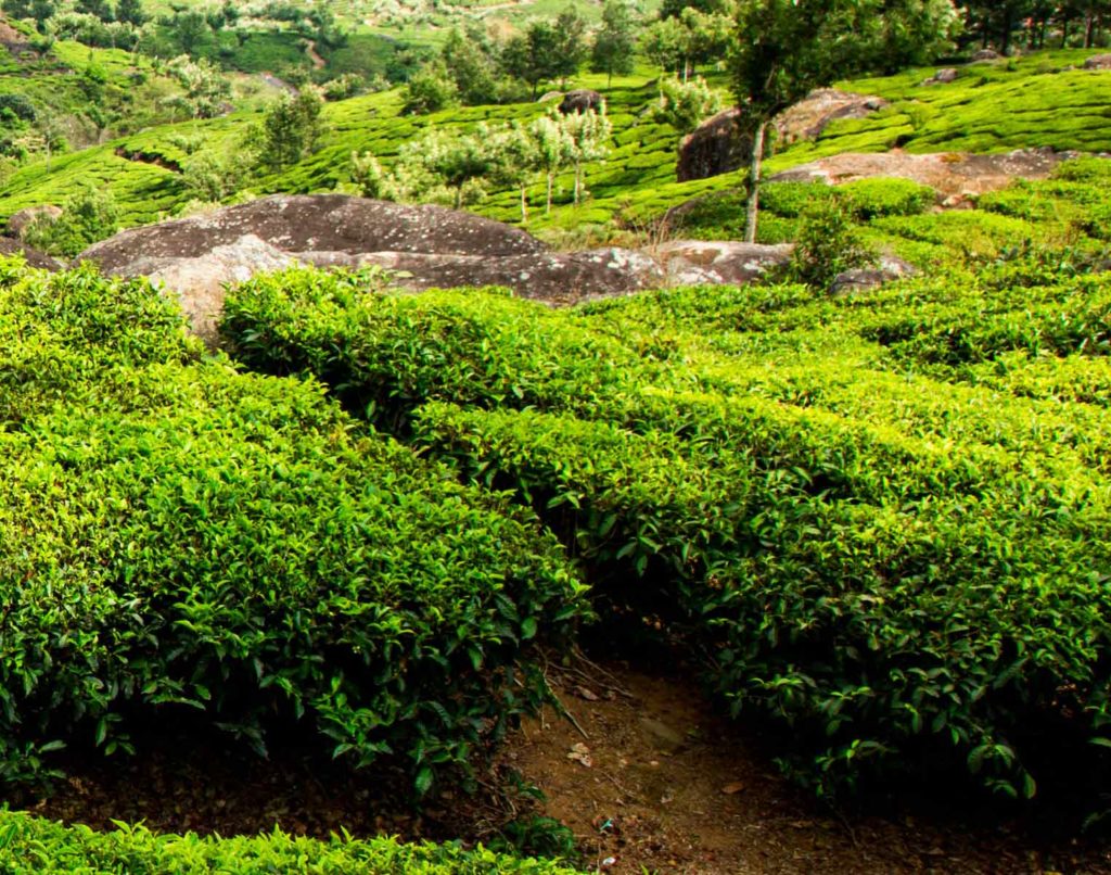 ev-03-cert Tè alla moringa