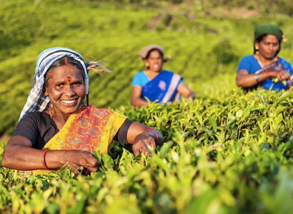 everton-te-verdi Everton Tè Verdi